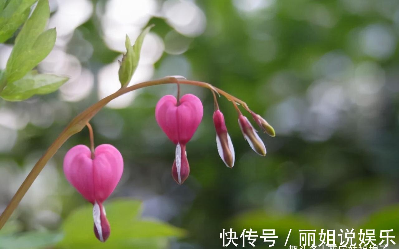 比较耐寒的11种花卉，有的能抵御“零下几十度”低温，漂亮又好养