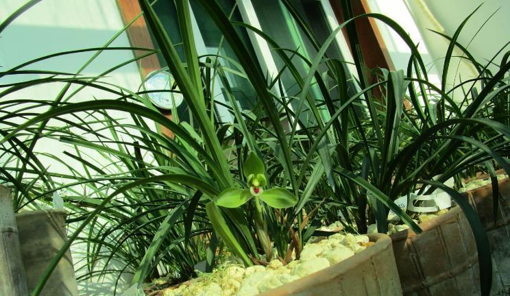 施肥|兰花淋雨长得好?不,有利有弊,掌握住尺度比施肥管用