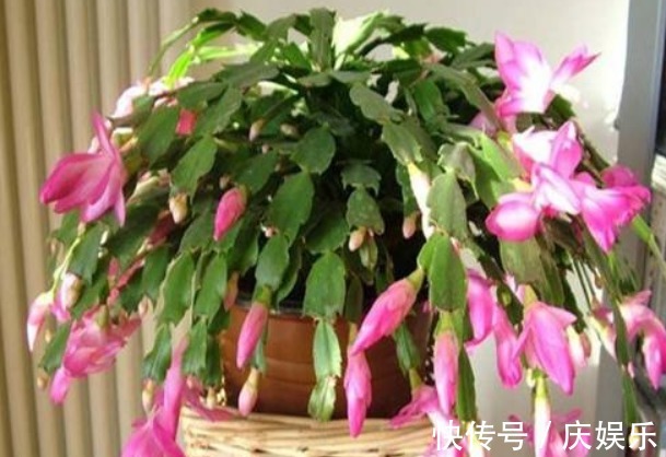 养花|出门捡块“它”,砸碎扔盆里,土壤疏松不板结,几年不换盆也能长