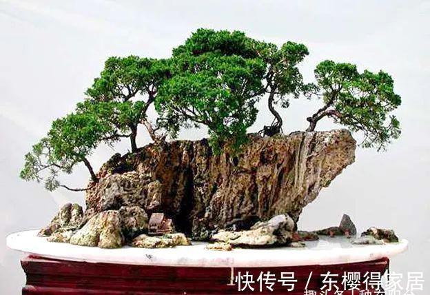 小小树石盆景有啥看头？它的画面与意境足以覆盖“自然山河”！