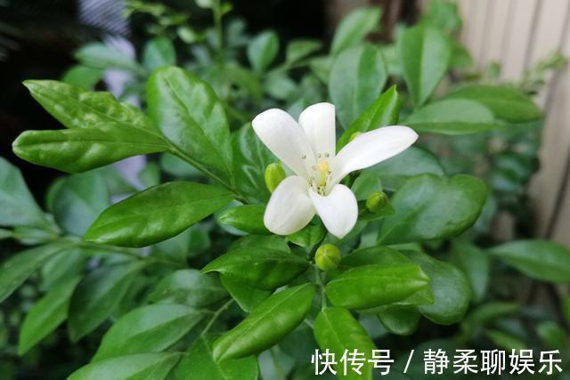 万里香|阳台养一盆它,比桂花栀子花还香,教你“3招”,长成盆景开满花