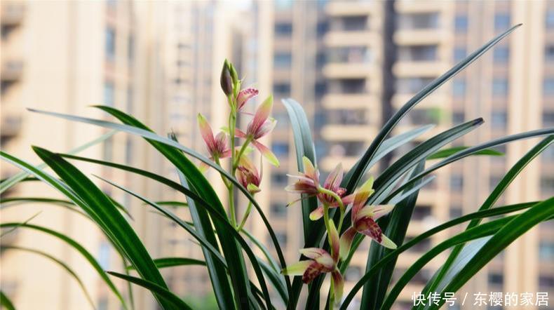 水肥|养兰先养根用这免费料养出粗壮大白根,兰花开花多又香