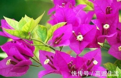 我把三角梅催花的方法都写在这里了,求你们别再问为什么不开花了