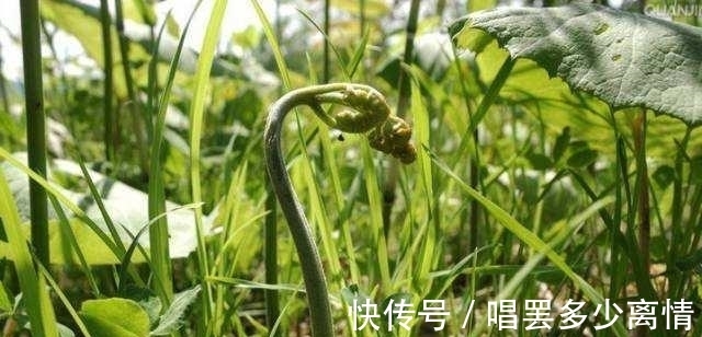 天街小雨润如酥#春日,最宜出游,几首初春小诗,感悟最美的风景