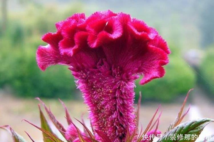 鲜艳|家里就养4种花,几块钱1盆,放阳台,开爆一整年!