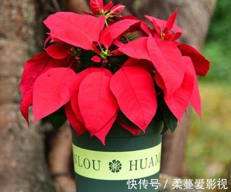 冬季来临，花市热销的6种冬季开花植物，此些你都养了吗