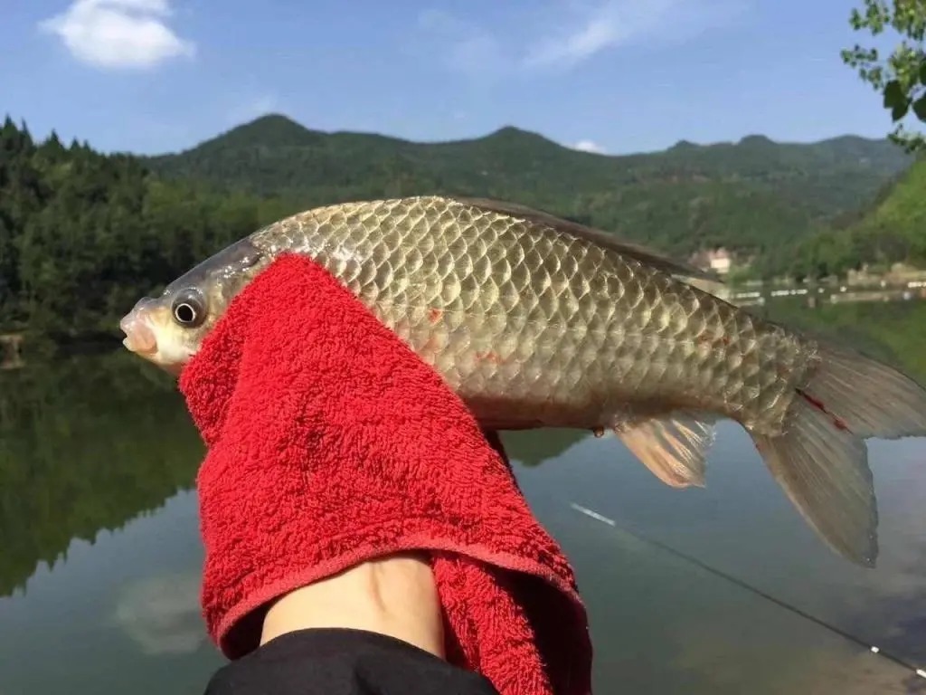 味型|野钓时鲫鱼死活不开口，只要不是温差太大，用这几招轻松应对