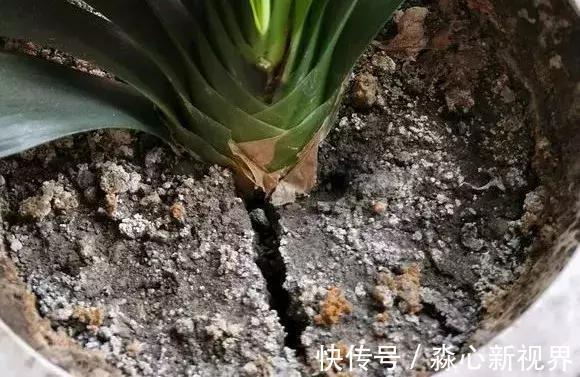 松土剂|盆土板结抠不动,3种“松土剂”倒进去,松软如“发糕”!
