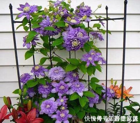 这五种花儿,一个枝条就能种,爬藤爬满墙,开花又多又漂亮