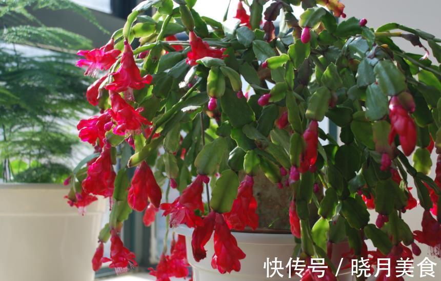 秋冬蟹爪兰叶片软软的，教你一个小技巧，叶片硬朗花开爆盆