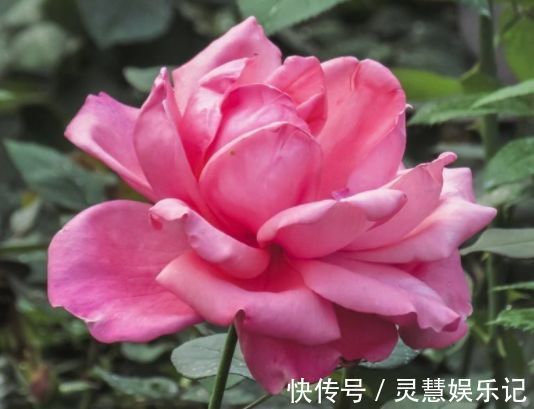 5种花适合秋天养,开花爆盆花期长,花香四溢,香飘十里!