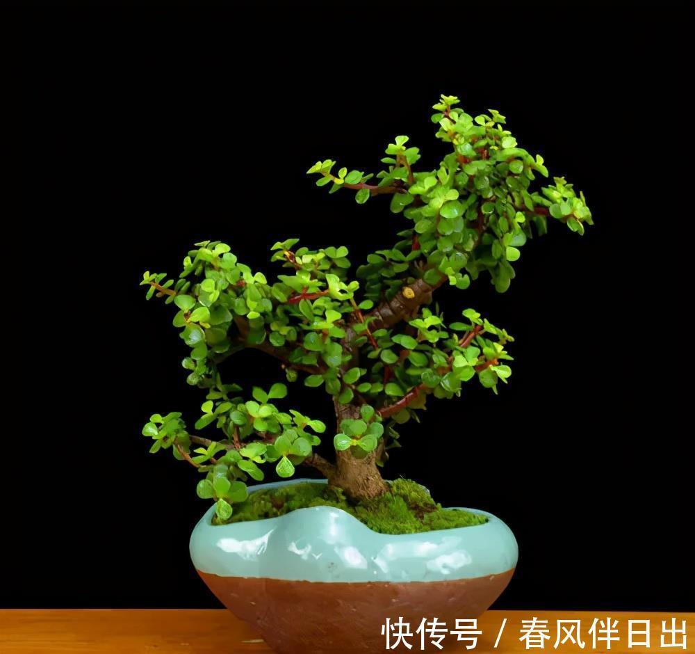 养分|家里养棵树,经常修剪长势好,养成老桩盆景,价格翻几番