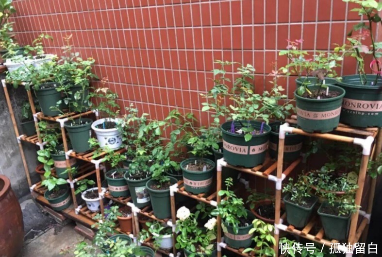 多菌灵水|刚买的花盆、旧盆不能直接拿来养花,这么处理后,盆栽植物无忧