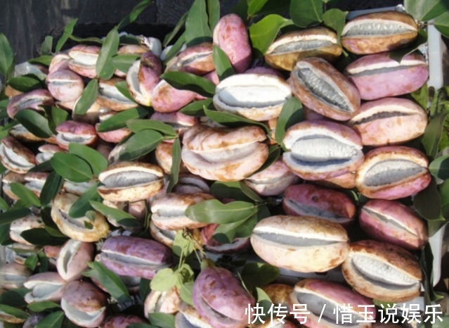 美容|深山里這種果實長得丑卻渾身是寶，補腎又美容，男女都愛吃！
