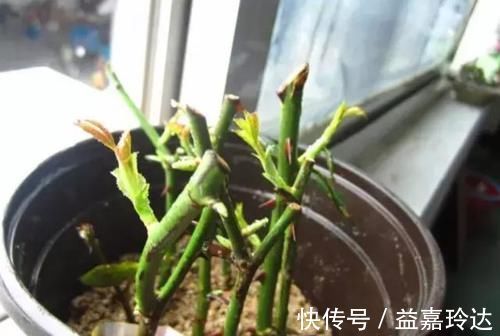 阿司匹林|养花扦插育苗,用它催根,存活率太高,家里都摆不下了!