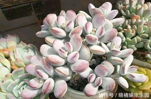 肥厚|给多肉喂2种肥水,15天喝一次,叶片圆滚滚,长成肉墩子!