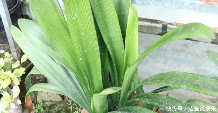 5种花干养最好,植株健壮能开花,湿养会送命!