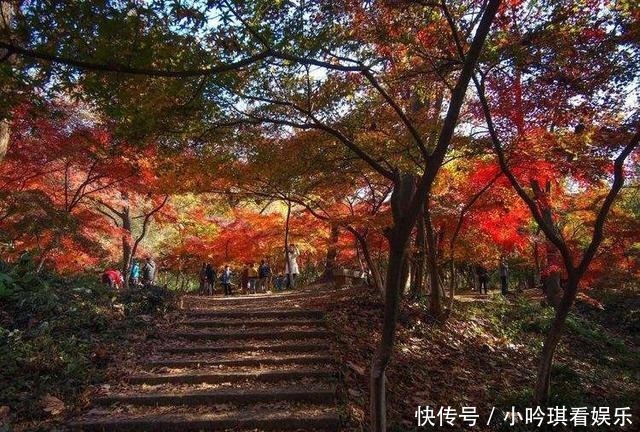 南京|南京有一的赏红叶圣地，一到地儿就美到了，藏着南京最美的秋天！