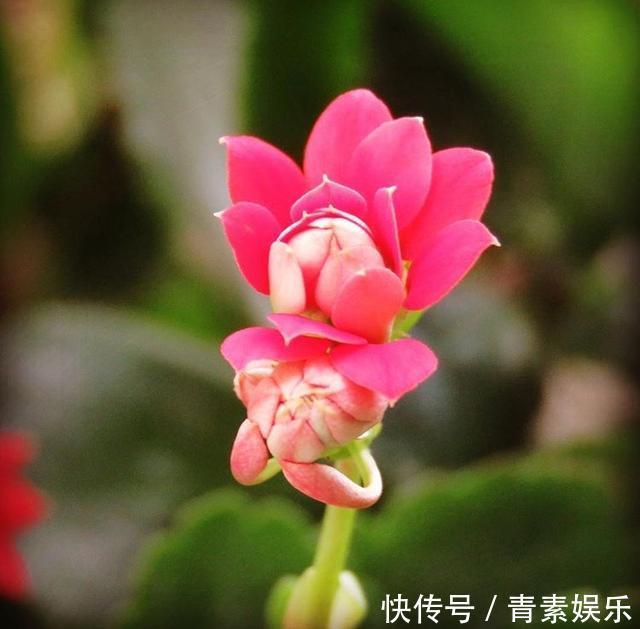 给长寿花吃点“橘子皮”,从此不在担心长寿花不开花啦