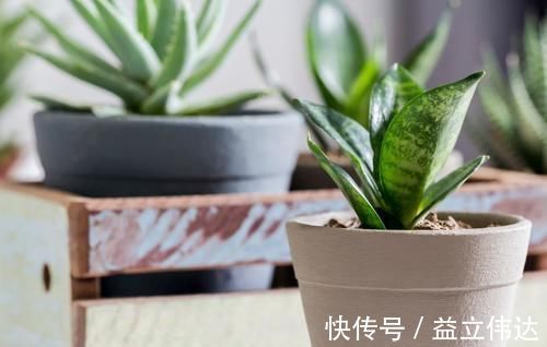 植株|养虎皮兰,能不能晒太阳,怎么养能长得更旺,为你揭开答案