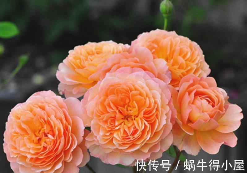 人气|人气颇高的10种月季，有人喜欢有人厌，找到合适的才是正确的