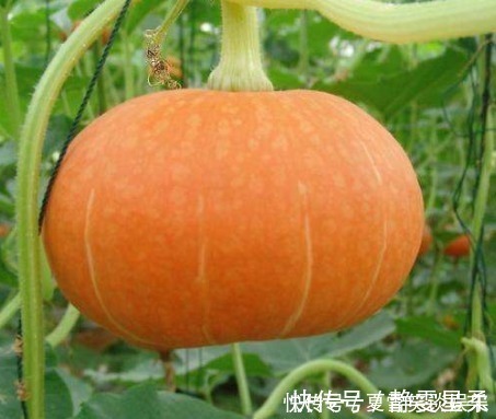 做南瓜饼时，还在用油炸大厨教你“1招”，低油少糖超美味