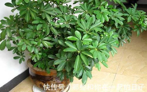 6种寓意美好的“树”,家里养上几盆,旺财又镇宅,年年发大财!