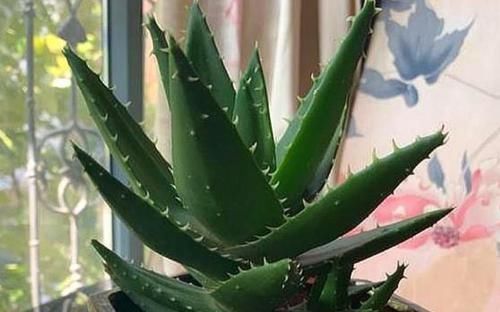 3種花女生必選，美容、助睡眠，家里養(yǎng)1盆，越變?cè)矫?
onload=