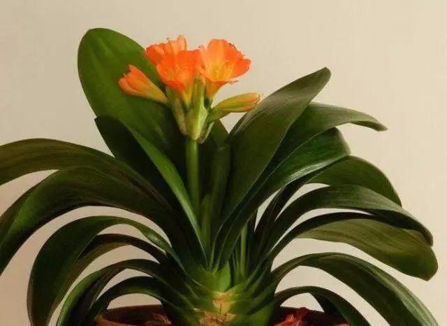 君子兰吃点“补药”，半个月看花箭蹿出来，还能预防烂根