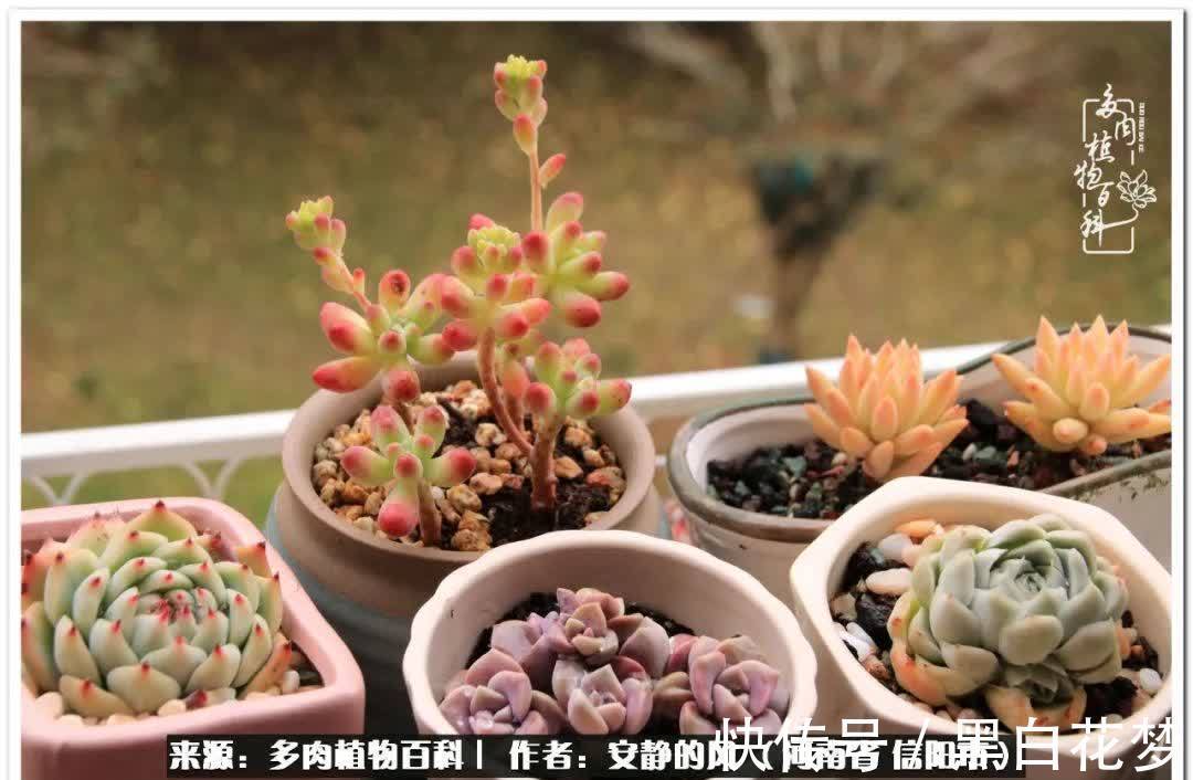 阳台多肉党的幸福生活!