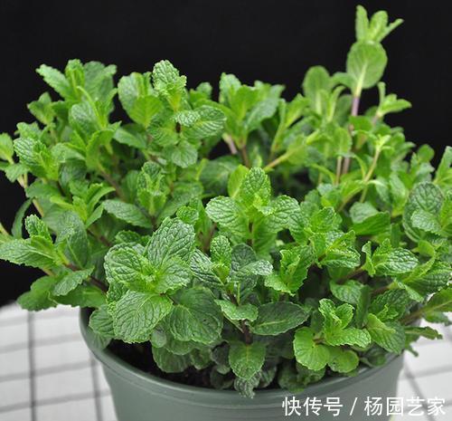 长寿花|2种“矮子”花,不喜欢个子高,长高就要剪,不然难开花!