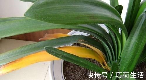 君兰|君子兰是多晒好,还是少晒好很多人弄反了,难怪黄叶不开花