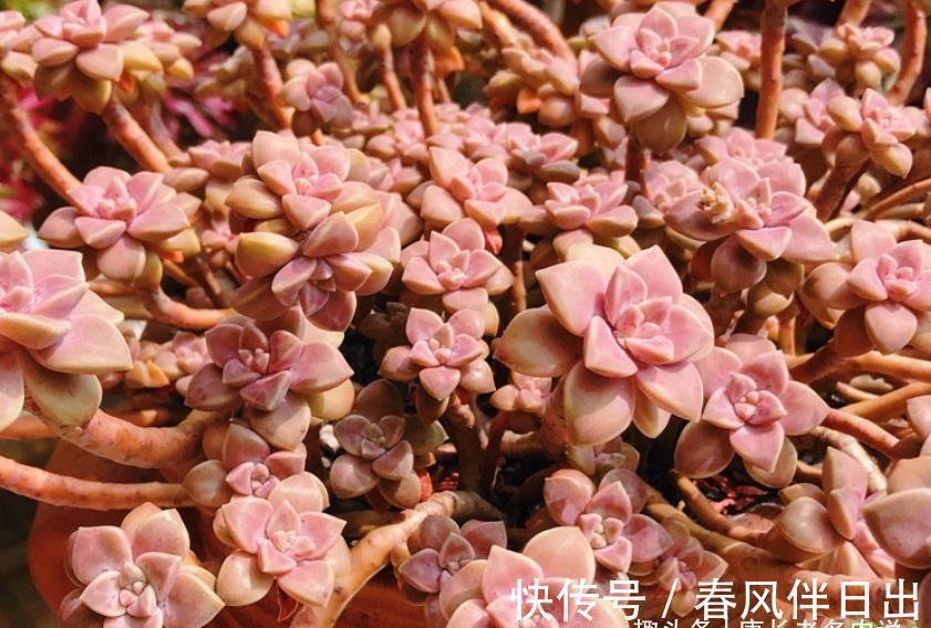 浇水|天气热温度高,多肉缺水也不敢浇?来看看有经验的肉友是怎么做的