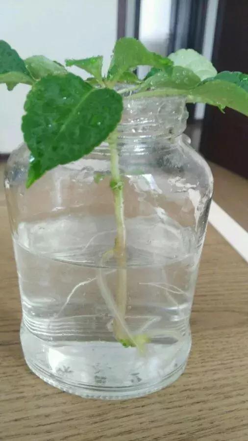 塑料瓶里装点水,能插20种花,生根不用愁,新手一学就会!