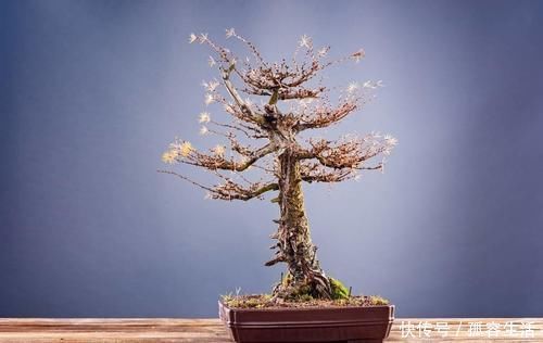 档次|养花不如养盆景，3个套路，把花养成“裸根盆景”，提升档次