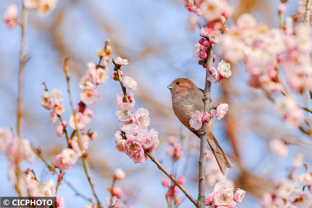 陈勇|梅花盛开春意浓