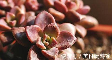 姬胧月多肉天天有叶片化水怎么办,查明原因,及时补救才是王道