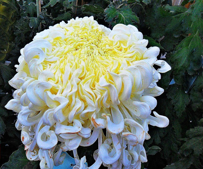 喜欢菊花，就养盆“菊中珍品”玉龙闹海，似白玉波浪，孤芳秀丽