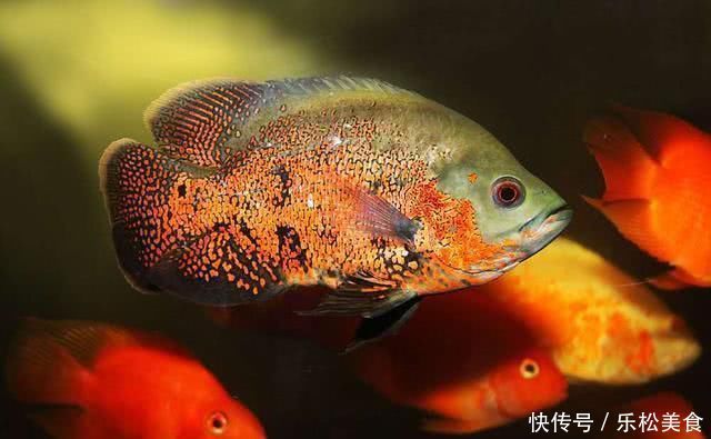 三种操作可导致鱼缸水质迅速恶化,在水质没稳定下来会更严重