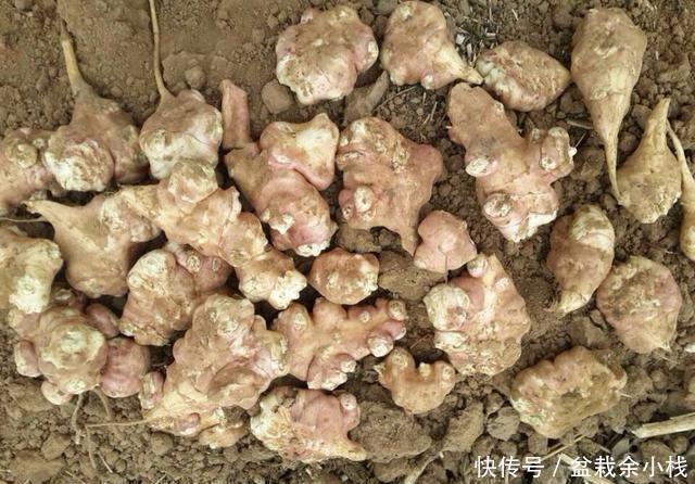 此種植物在農(nóng)村路邊隨處可見(jiàn),不僅美味,還是糖尿病患者的福音