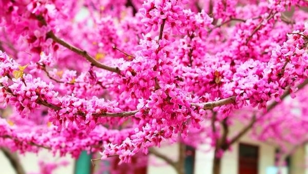 紫荆花树|紫荆花早春叶前开放，无论枝、干布满紫色花朵，艳丽可爱