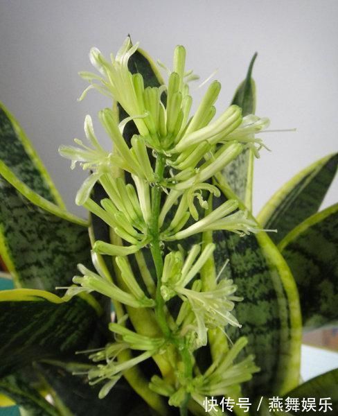 大户人家爱养“三植物”,一开花就有好事情,遇水疯长“寓意好”