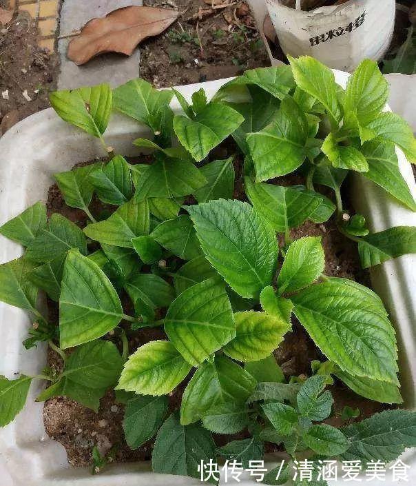 垃圾桶中容易“捡到”的3种花，1分钱不花，养出几十盆，花开爆盆