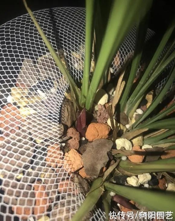 兰花有哪些种类?分“2大类”,“3大生”,共有3000个品种