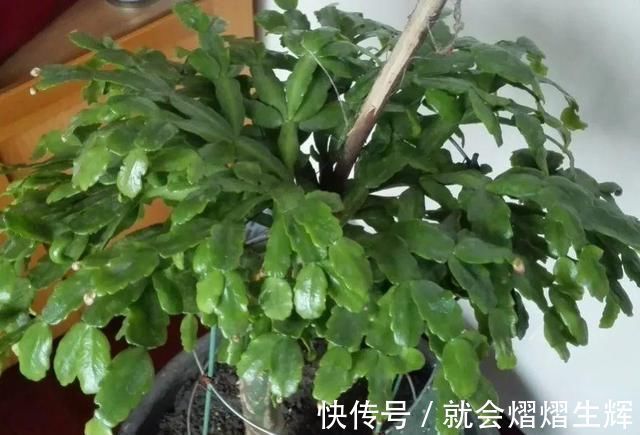 叶仙|蟹爪兰插萝卜上,也能嫁接?这波操作还是头一回见