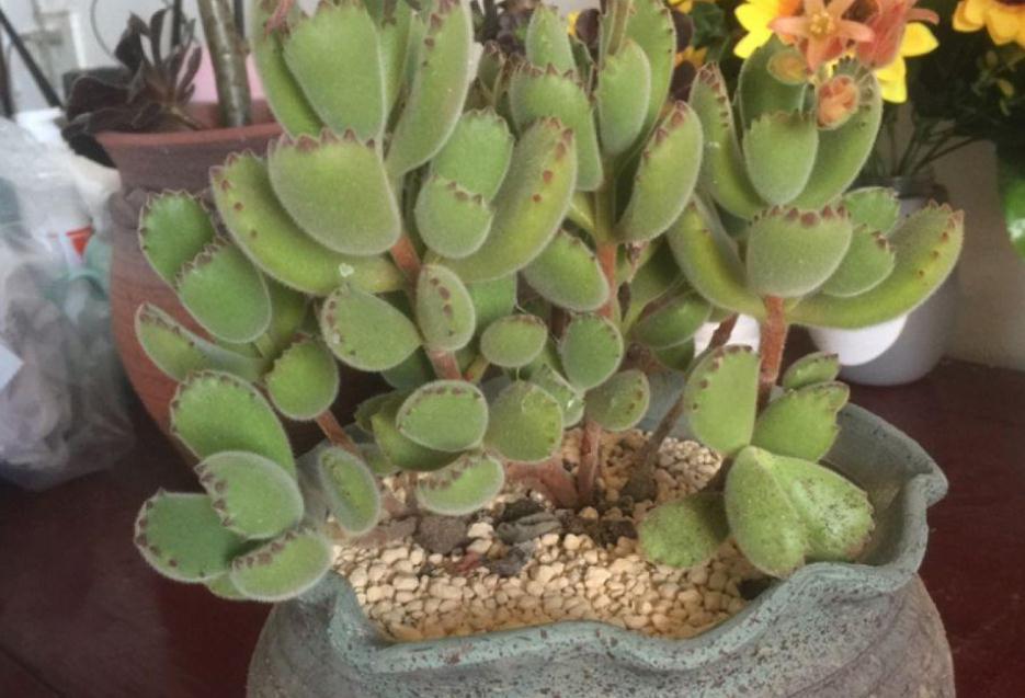 新人居家盆栽多肉，叶子总干巴巴、没精神，该怎么办？