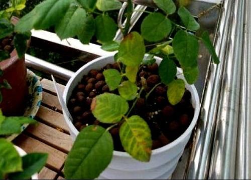 陶粒受花友们的追捧，对于种植植物又有什么作用呢？