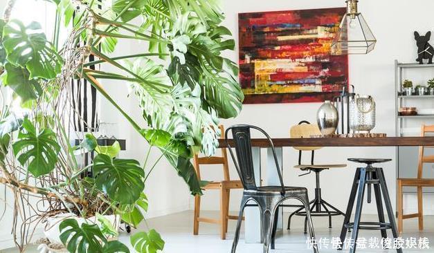 绿萝|太多人不知道,在家里放上这几款植物,既能驱蚊还能吸甲醛