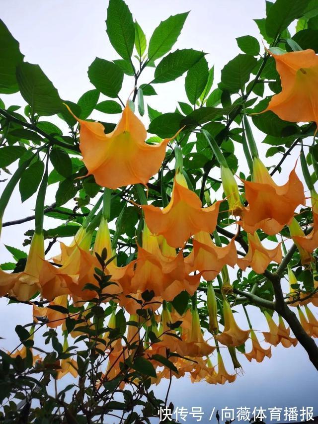 十种“大毒花”,家里经常养,越漂亮毒性越大,避开为好