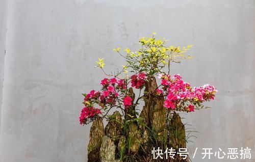 修剪|养桩不光要养活，枝条长粗才重要，6个技巧要掌握好，施肥长得快